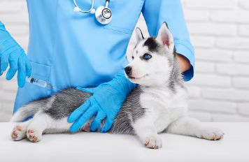 강아지 백신 혼합 백신.