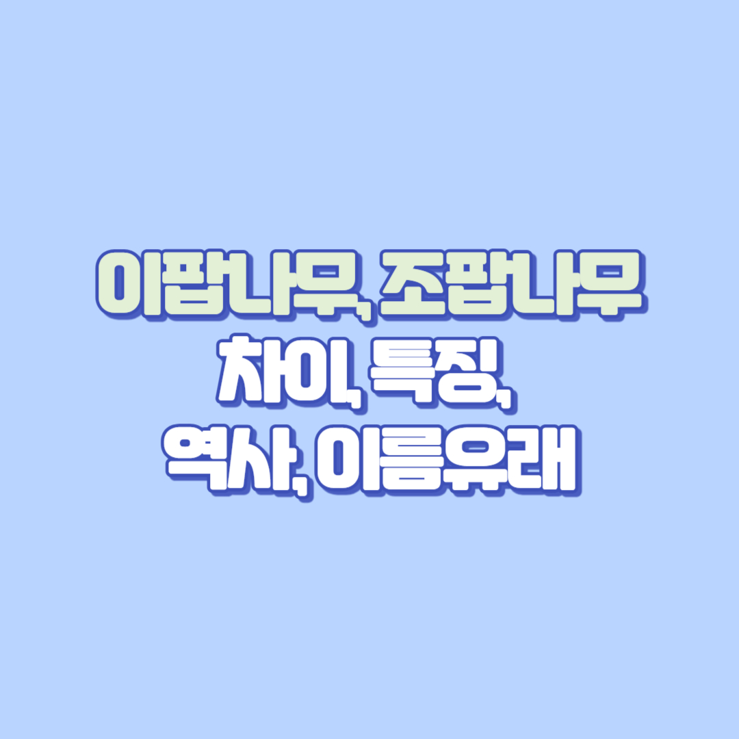 🌸 이팝나무, 조팝나무꽃 개화시기, 잎, 열매, 차이, 특징부터 포토, 꽃가루 알러지, 역사 이름 유래 이야기까지