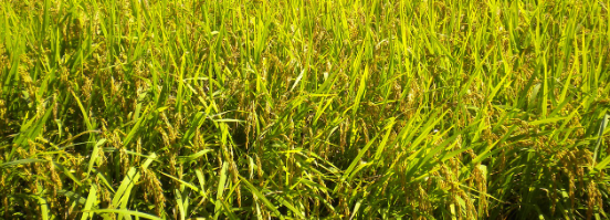 가평 가볼만한곳