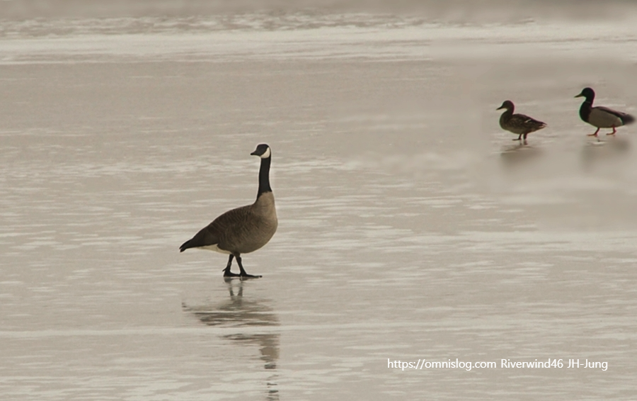 보스턴 기러기 Boston goose, Canada goose