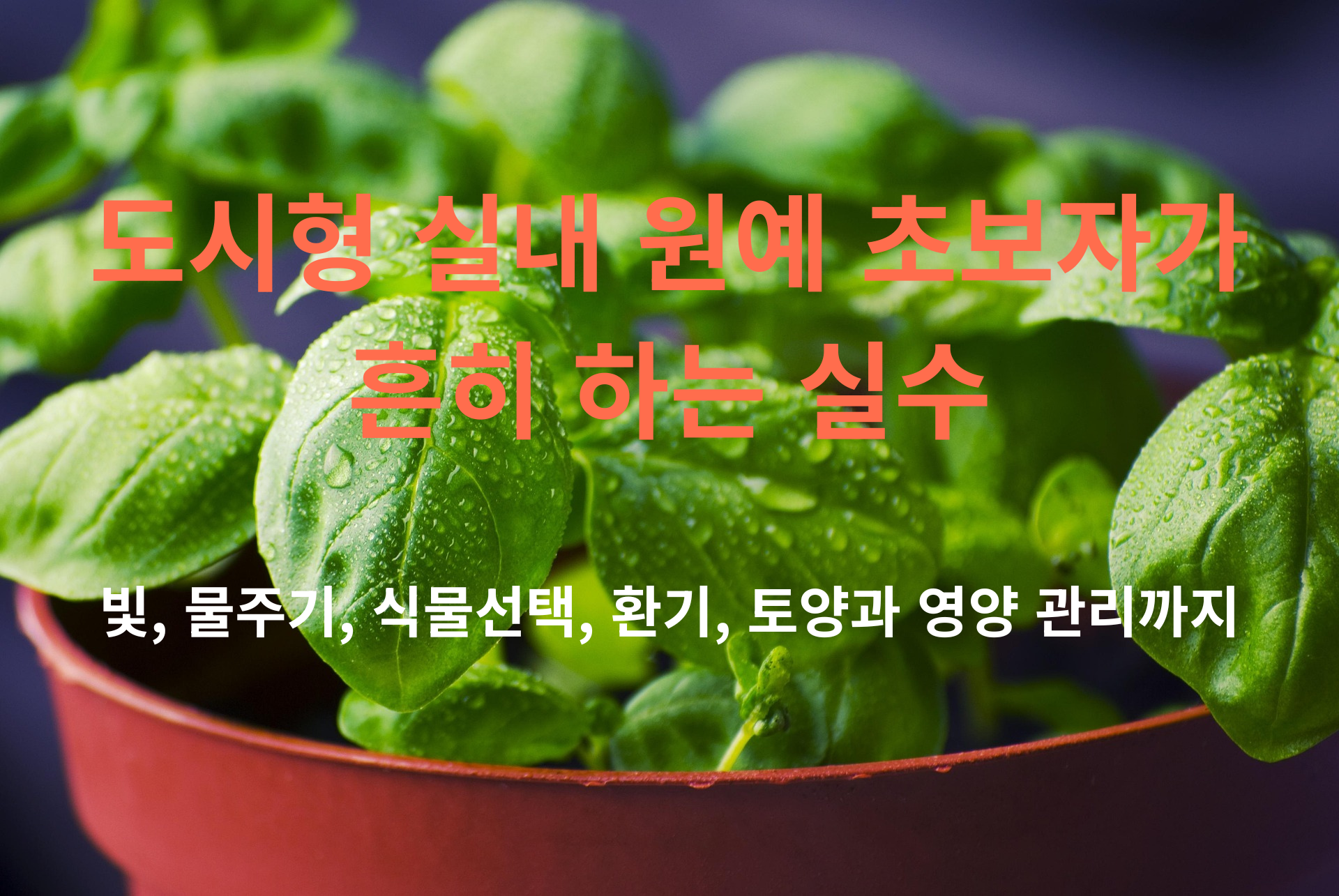 도시형 실내 원예 초보자가 흔히 하는 실수