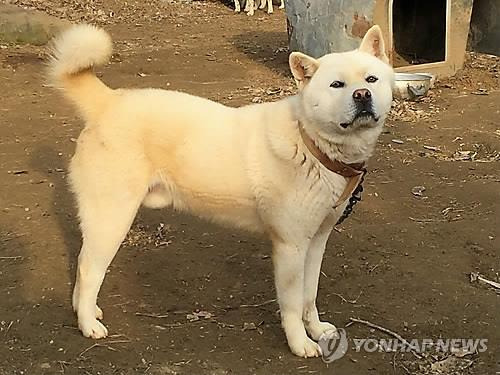 개