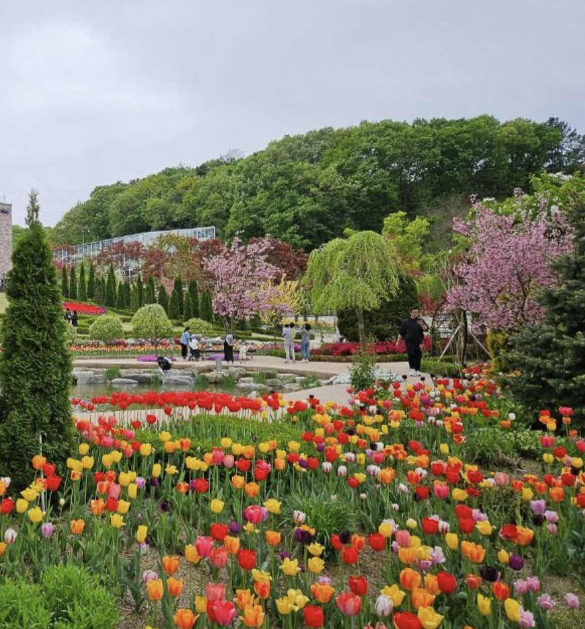 용인자작나무숲 튤립정원