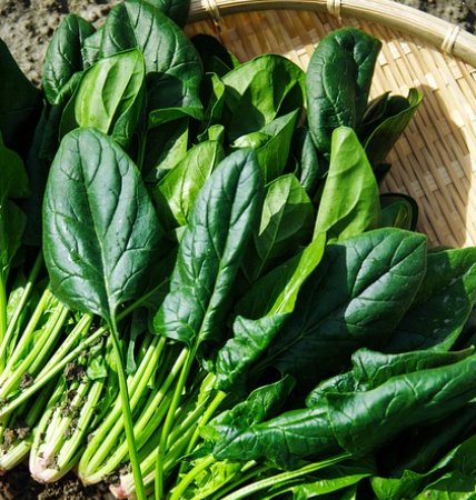 엽산이 풍부한 대표 식품인 시금치