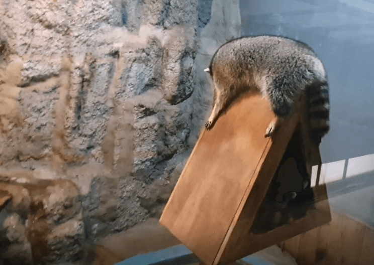 실내동물원-라쿤-잠자는모습