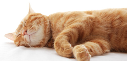 잠자는 고양이.