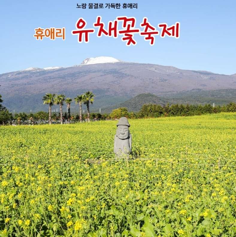 제주 유채꽃 축제