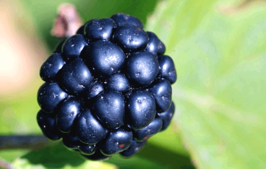 녹색 잎을 가진 나무 위에 둥그스름한 검정색 복분자 알맹이가 있다. 크게 확대한 모습으로 표면이 매끄럽다.