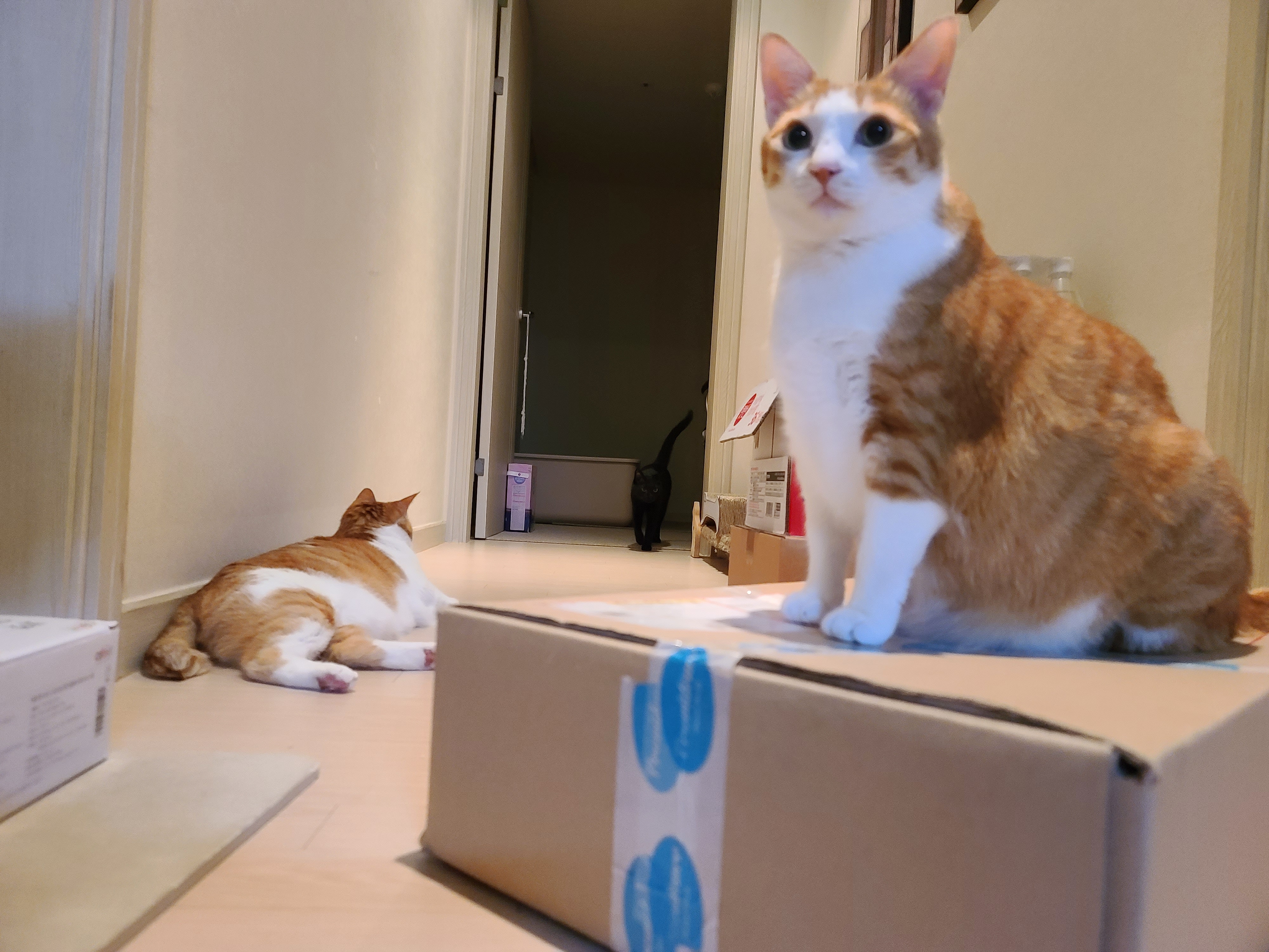 사료 소분 방해하는 고양이들.(feat. 파미나 사료)