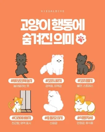 고양이 행동 분석 교정 언어 의미_33
