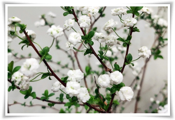 &quot;설유화&quot; 눈꽃보다 아름다운 꽃, 봄을 깨우는 순백의 기적!