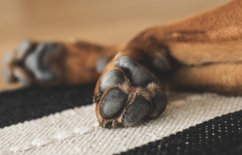 발톱이 검게 변하는 이유 7가지와 해결 방법 14