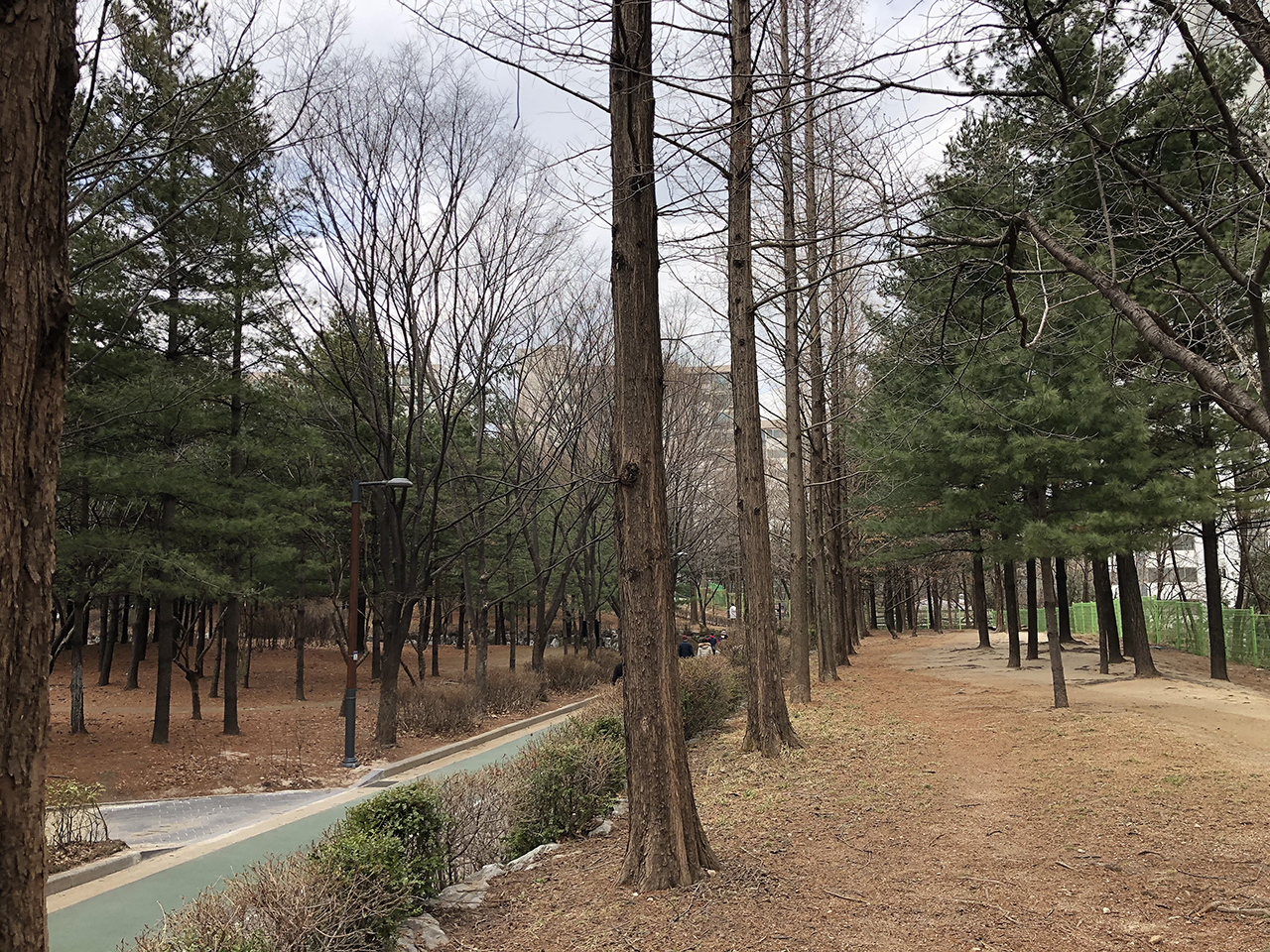 대현산배수지공원 메타세쿼이아길