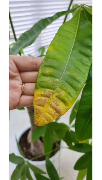 화분 노랗게 변함 원인 영양부족 과습해결 비료주기 조절 방법_6