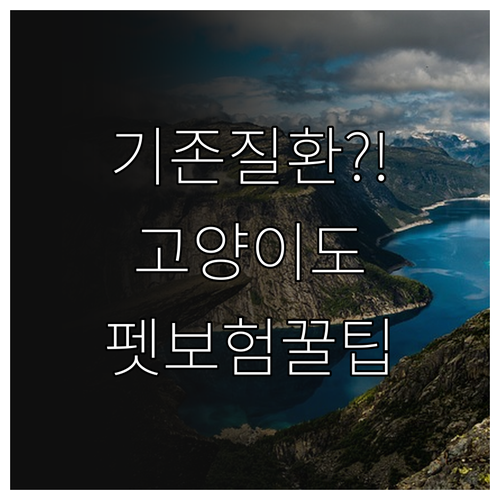 기존 질환 고양이도 펫보험 들 수 있..