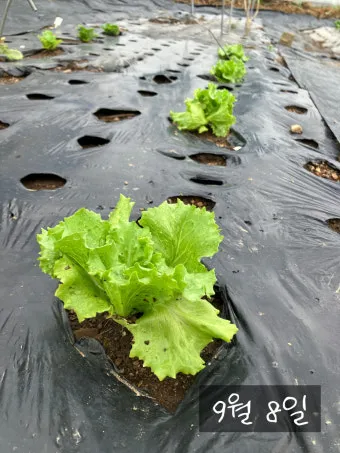 양상추 재배 결구 키우기 파종 시기 물주기 요령_6