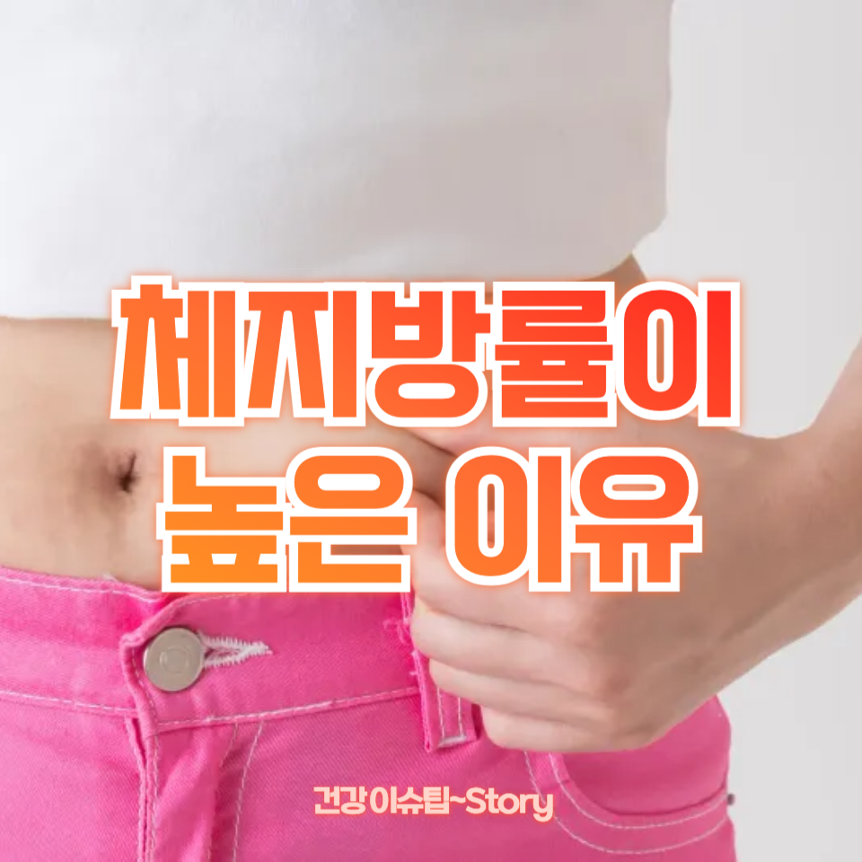 체지방률이 높은 이유