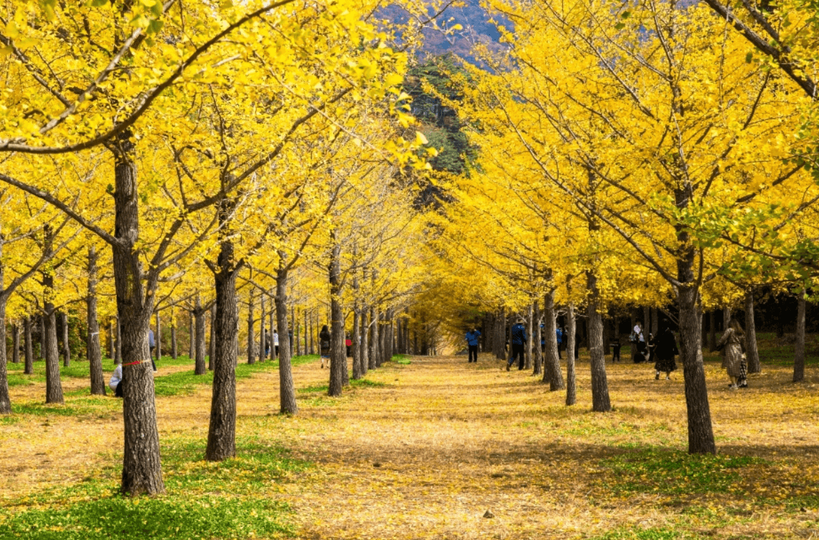 홍천 은행나무숲 단풍