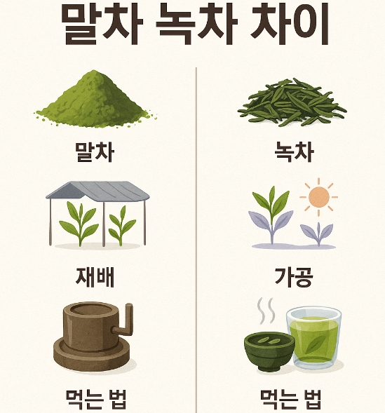 말차 녹차 차이
