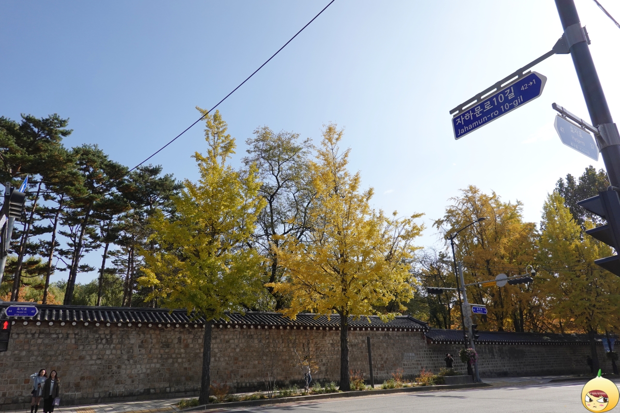 은행나무 2그루