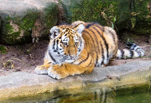 2024년 신년운세 호랑이띠(범띠) 4월 운세 다 사람이 하는 일이야~