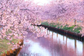 일본 벚꽃 명소 벚꽃 여행 개회시기 도쿄 벚꽃 축제_16