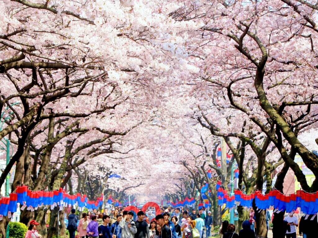 나 혼자 산다 기안84 제주도 벚꽃길 스쿠터 대여