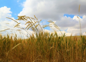 농가직불금 신청 자격 신청기간-3