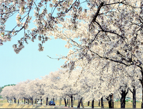 봄꽃 기차여행 (벚꽃기차)코스 및 금액 정리