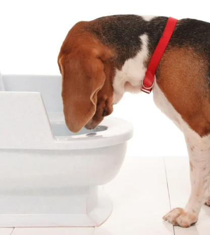 강아지가 갑자기 토했어요 괜찮을까요? 구토 원인과 소화불량 대처법