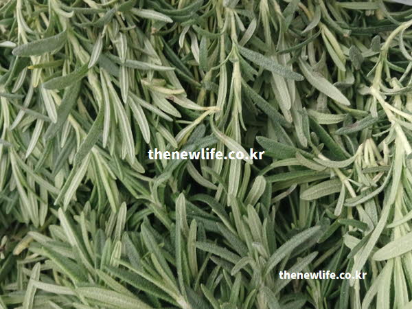 로즈마리 차 효능이 면역력 강화에 탁월한 로즈마린산이 풍부한 실사진