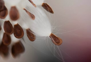 박주가리 효능과 먹는 방법과 부작용에 대해 알아봤습니다.