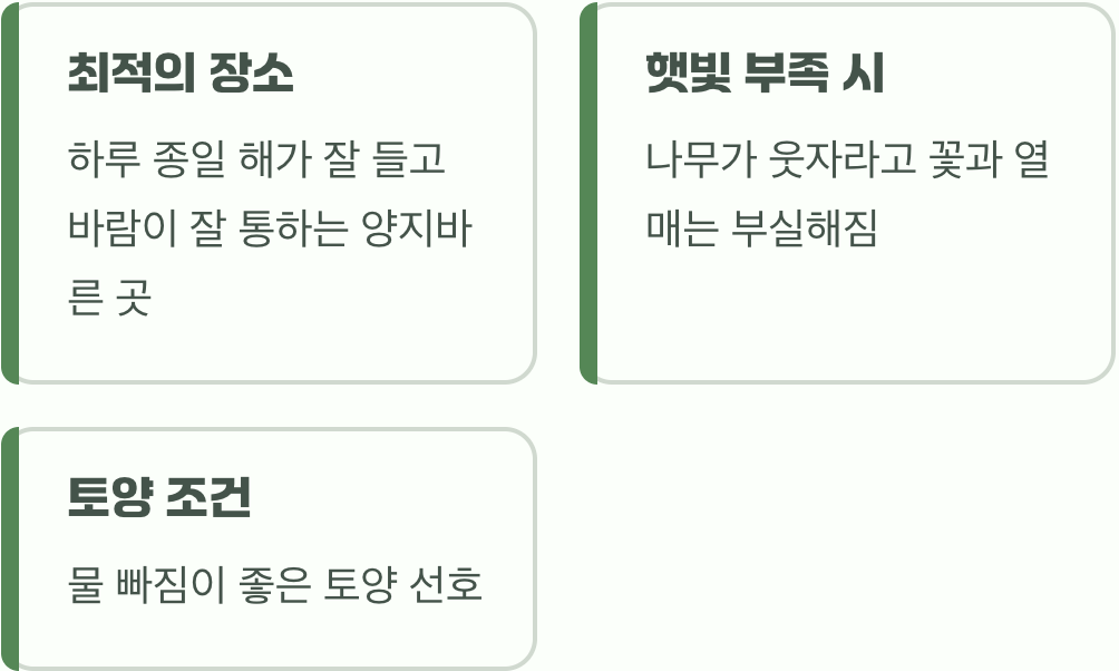 햇빛을 사랑하는 나무 (장소 선정)