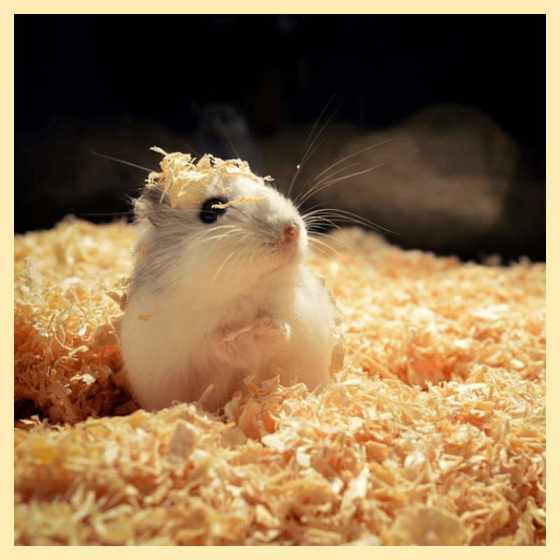 햄스터-케이지-만들기