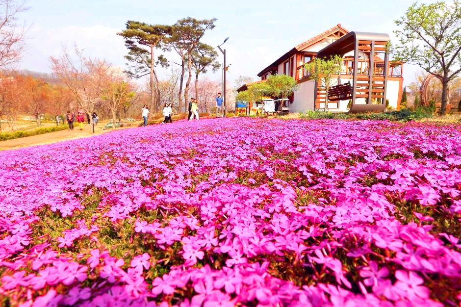 옥정호 벚꽃축제