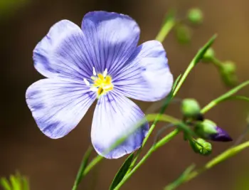 아마씨 효능 및 영양성분, 부작용