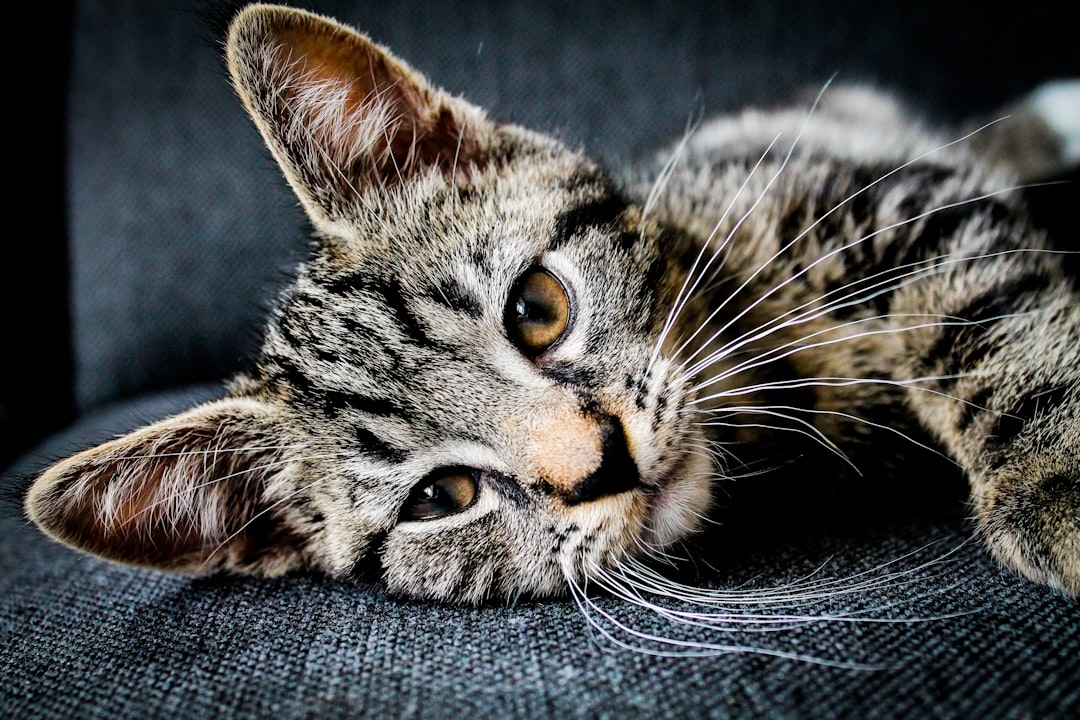 Cat-friendly