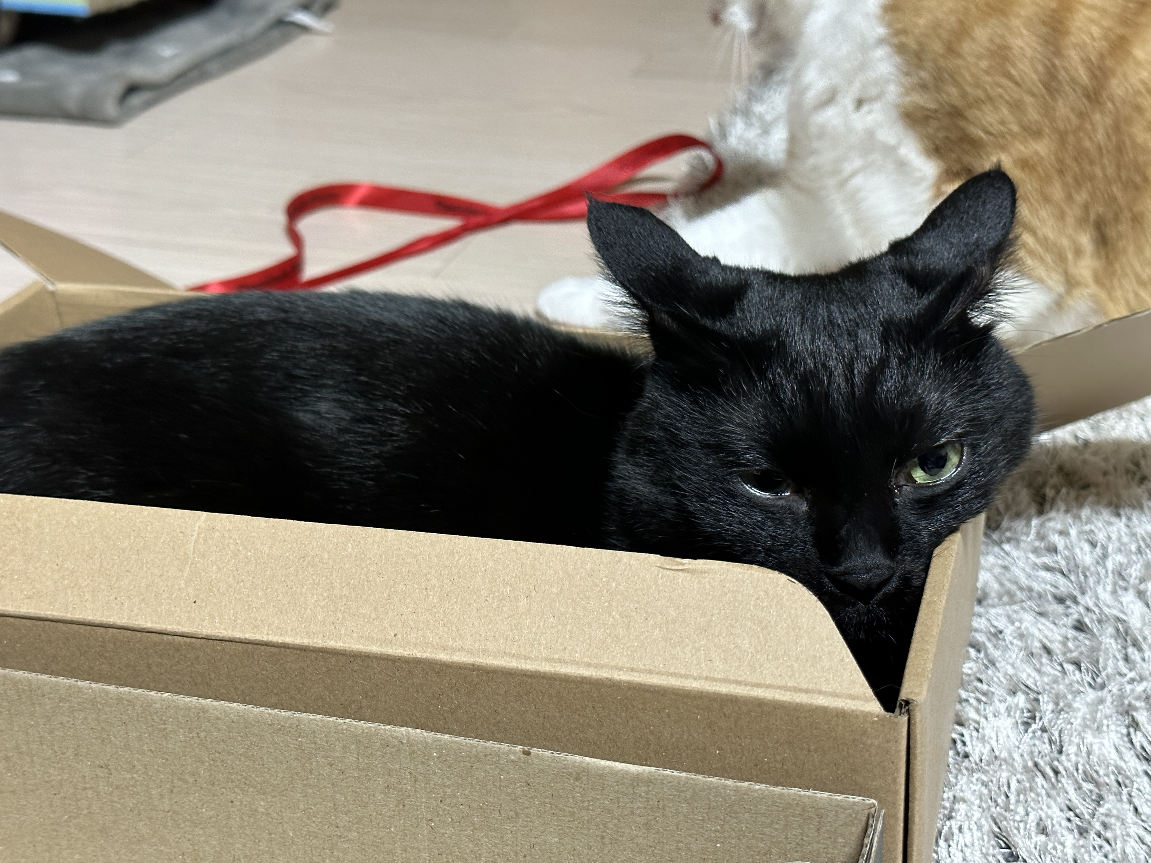 나이키-vs-아디다스!-건이의-선택을-받은-박스는?!-(feat.-막둥이,-호야,-요미)