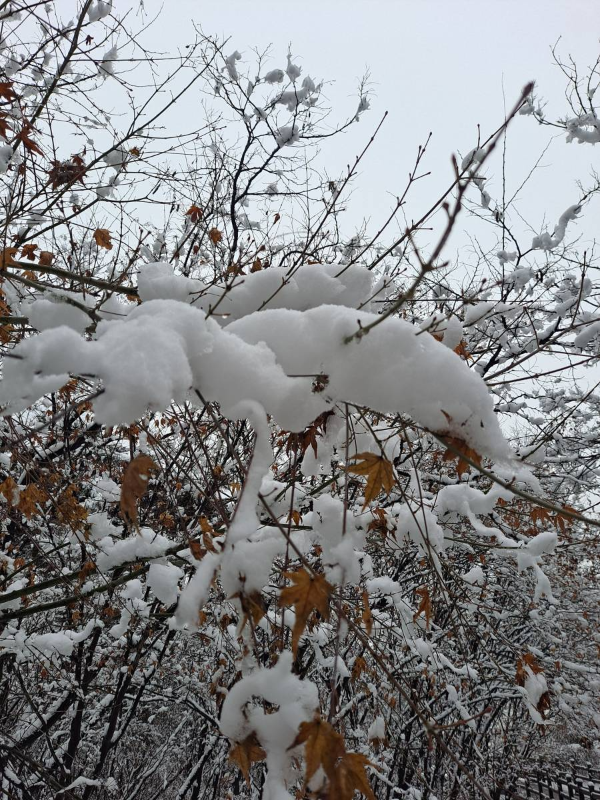 무거운 눈이 덮다