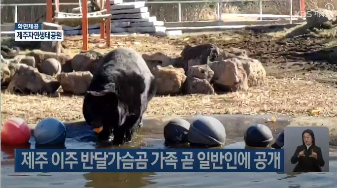제주 반달가슴곰 공개