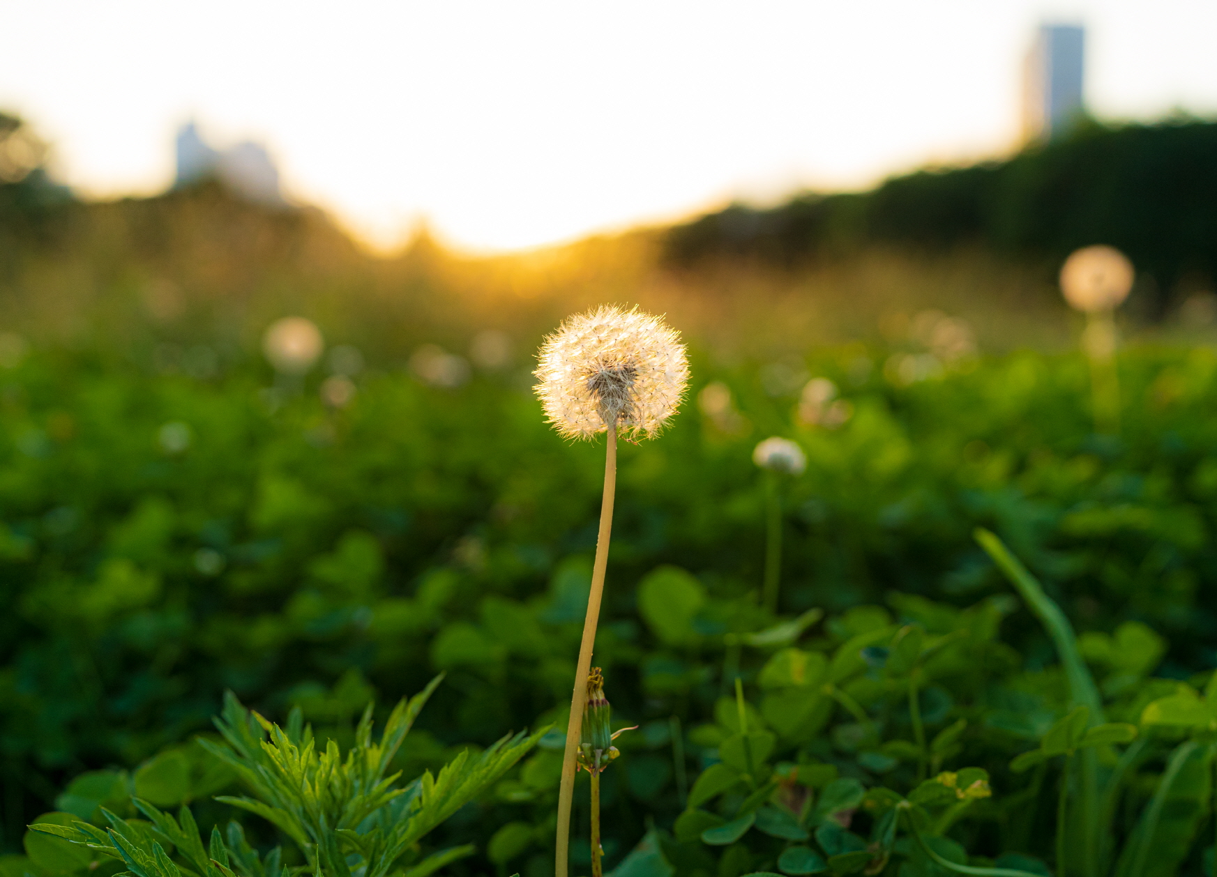 늦은 오후 민들레홀씨
