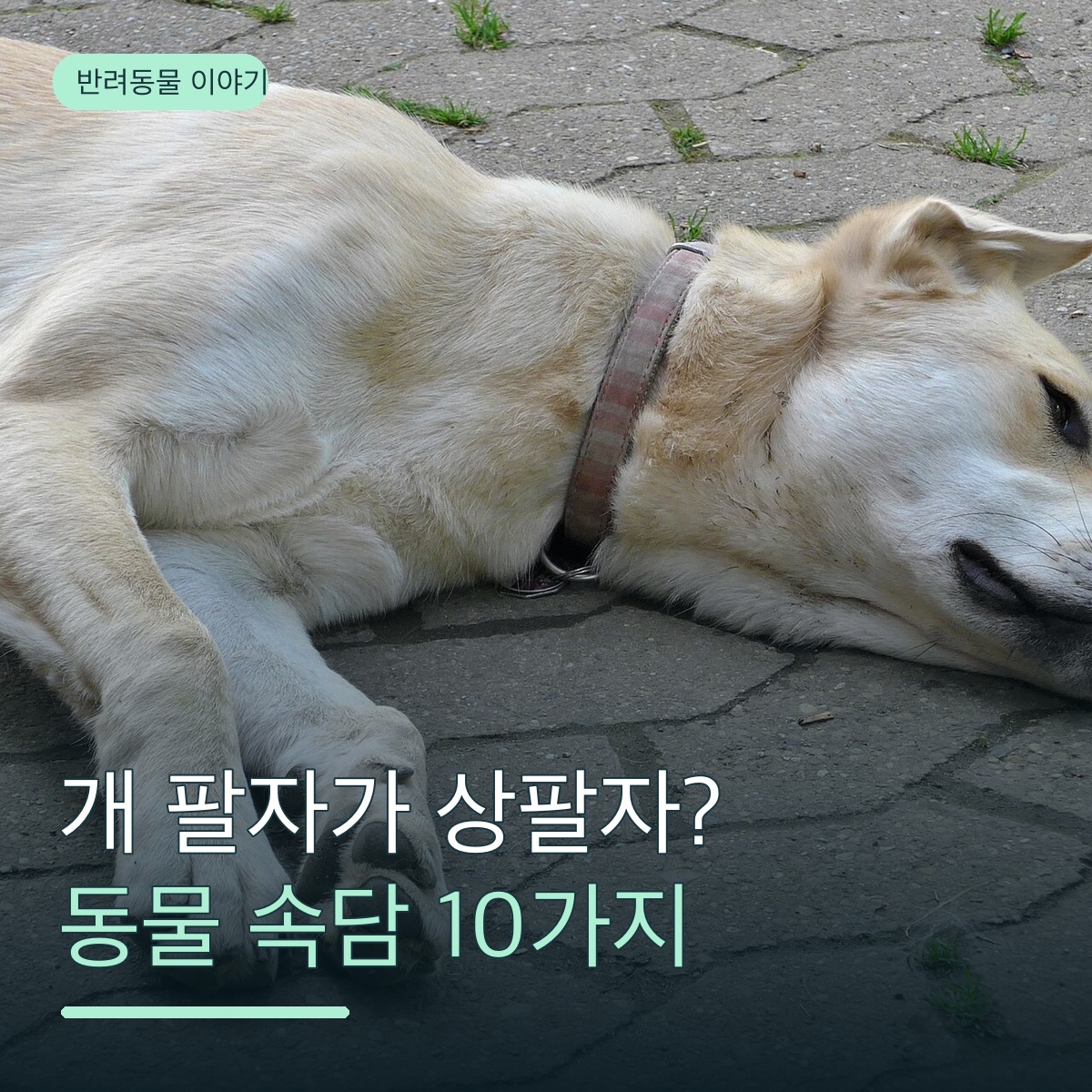 개 팔자가 상팔자일까? 동물 속담과 사자성어 10가지, 뜻과 유래
