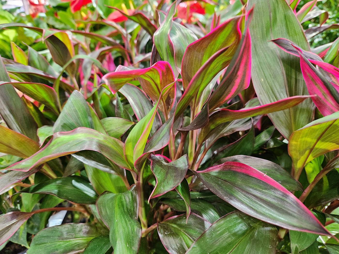 홍죽(코르딜리네 프루티코사)