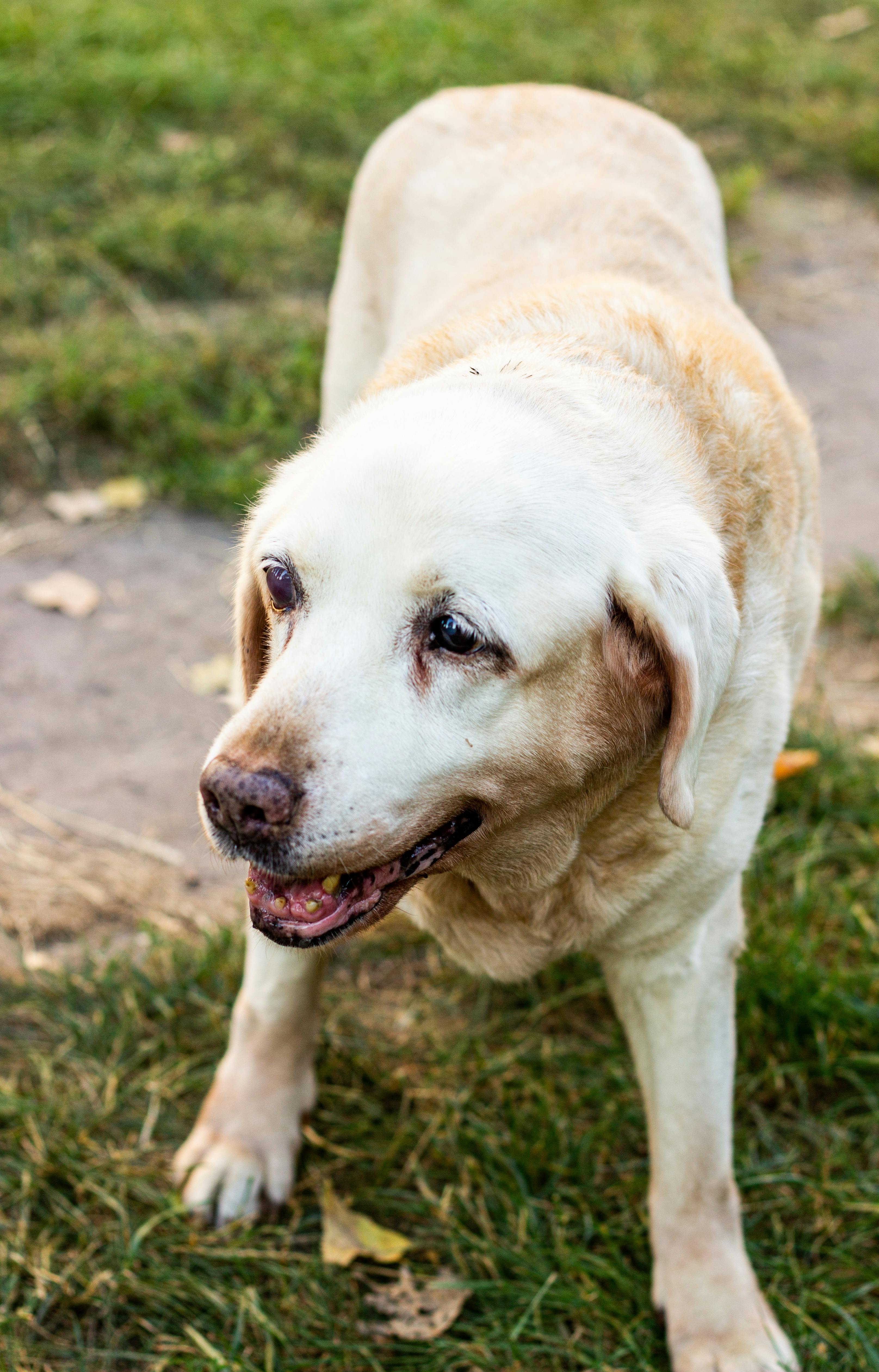 고령 반려동물(실버펫) 케어 시장 2026|의료·영양·보험 완전 분석