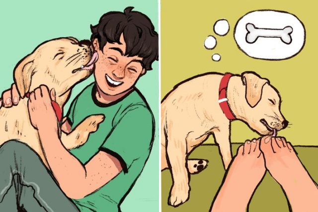 개가 얼굴을 발을 핥는 이유, 반려견 행동의미, 생활 팁줌 매일꿀정보