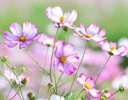 가을 꽃-코스모스