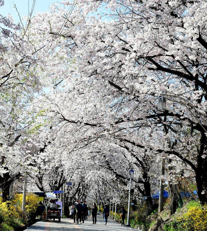 인천 벚꽃 명소 베스트 벚꽃 만개 강화산성