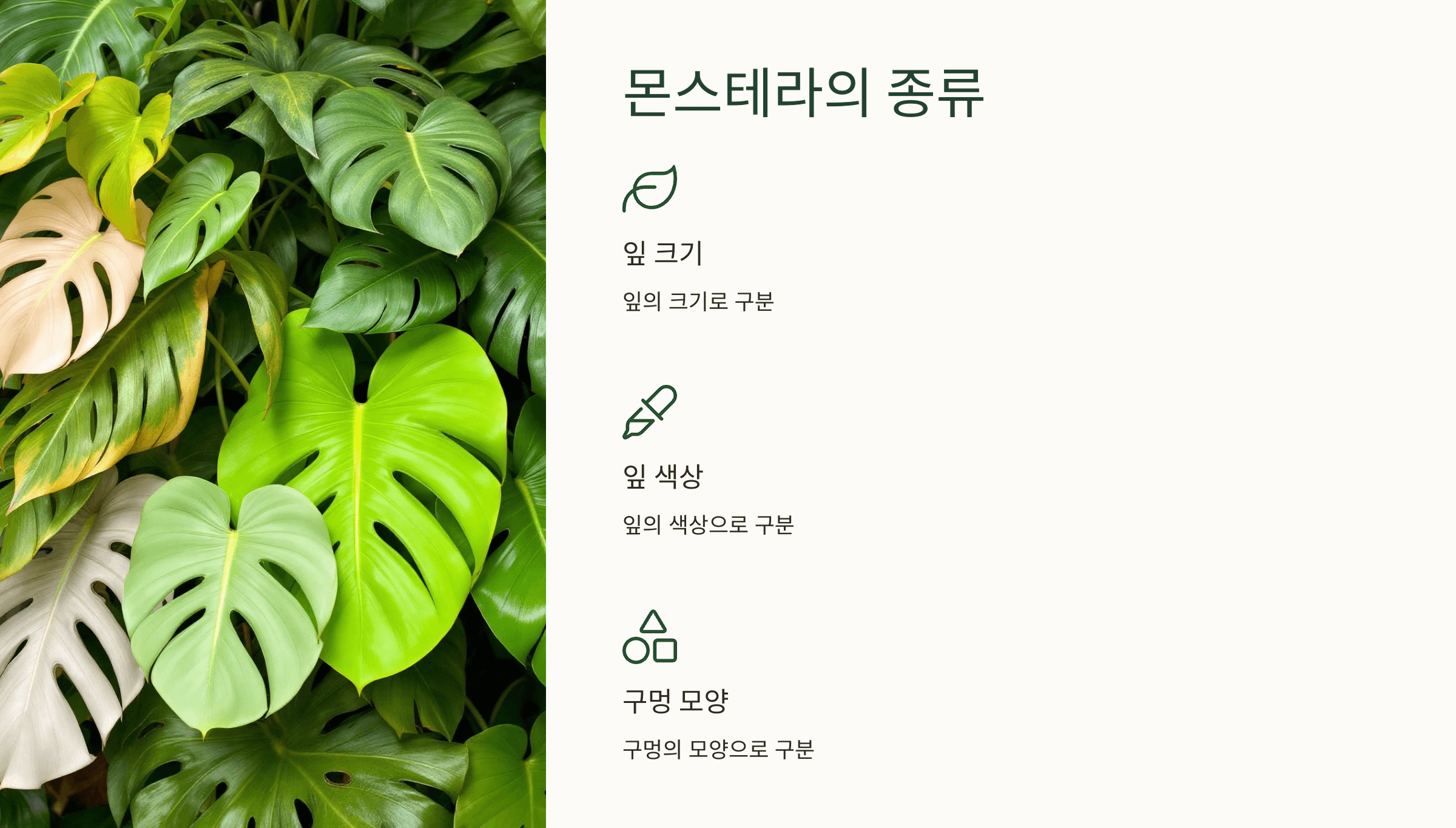 몬스테라와 관련된 사진입니다.