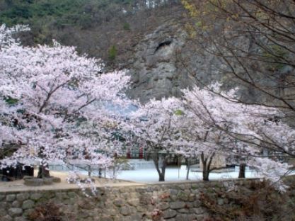 군위 벚꽃