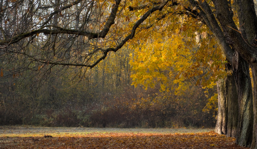 11월 단풍 명소 추천